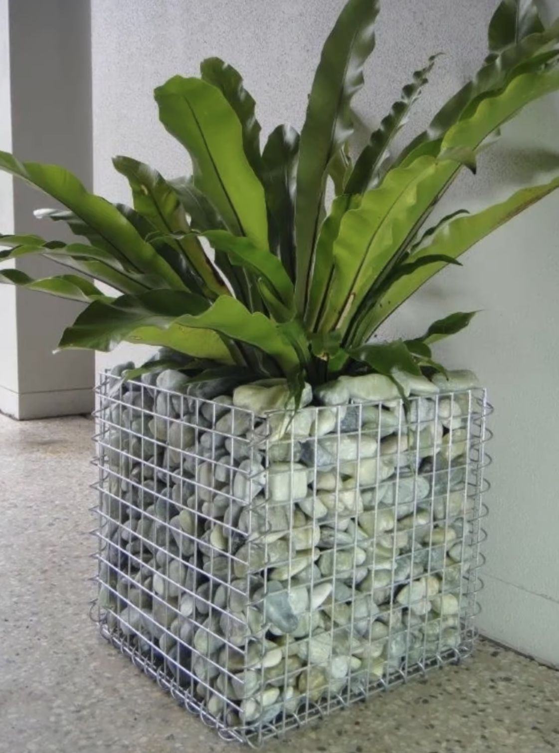 Galvanised gabion basket filled with pale pebbles and planted with a fern