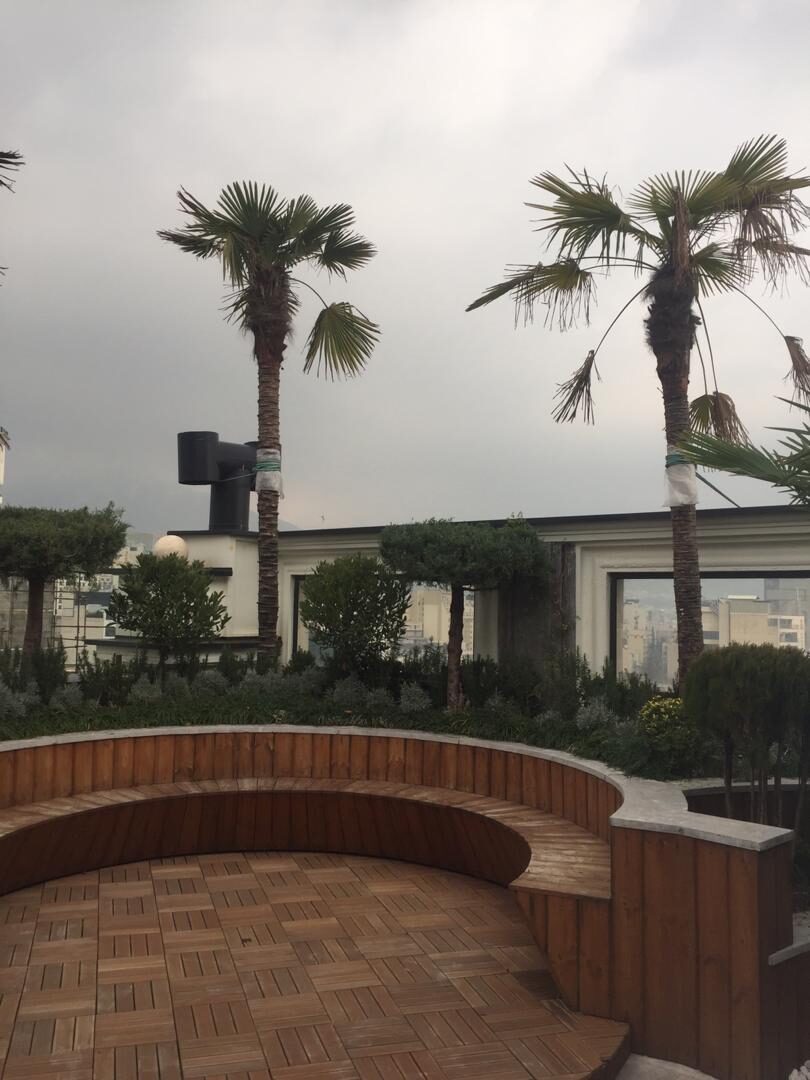 Curved timber bench seating, palms and clipped planting on a terrace