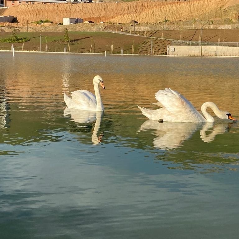 Two white swans swimming on a calm, clear Biofilter lake at dusk